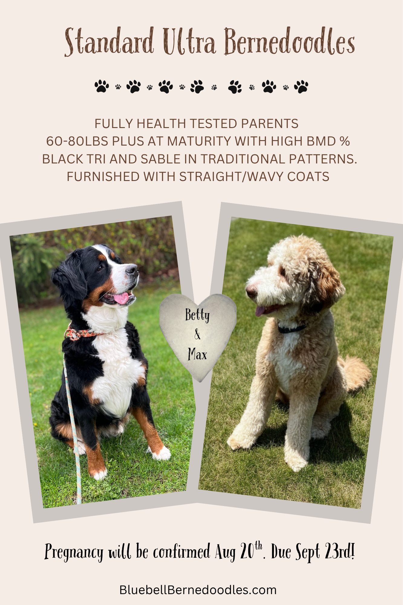 Image of tri-colored Bernese mountain dog Dixie and sable merle standard Bernedoodle Max announcing breeding.