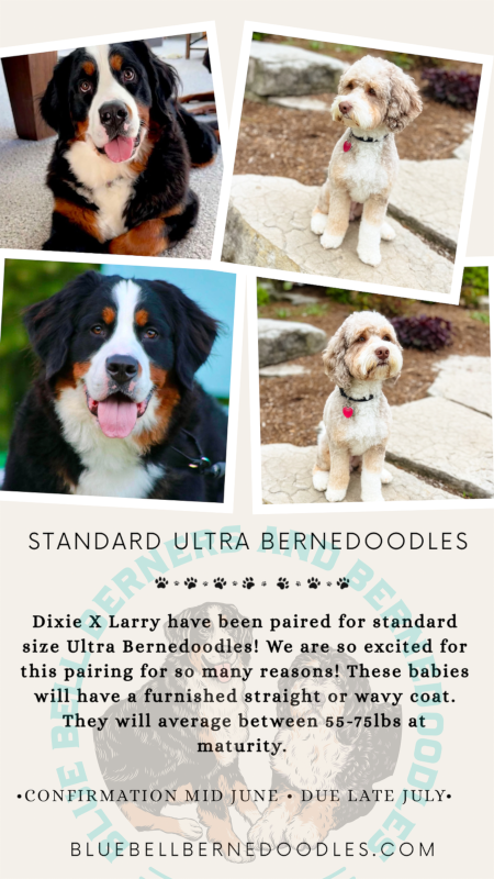 Image of tri-colored Bernese mountain dog Dixie and sable merle mini Bernedoodle Larry announcing breeding.