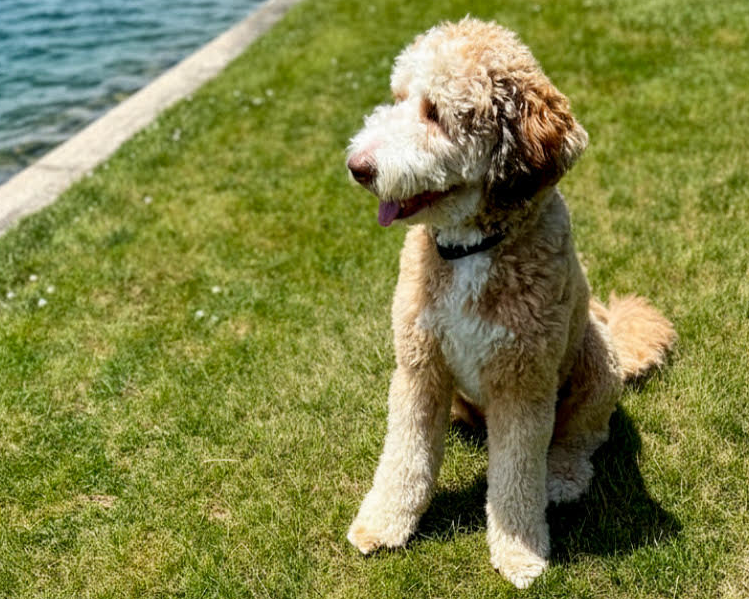 Maxwell