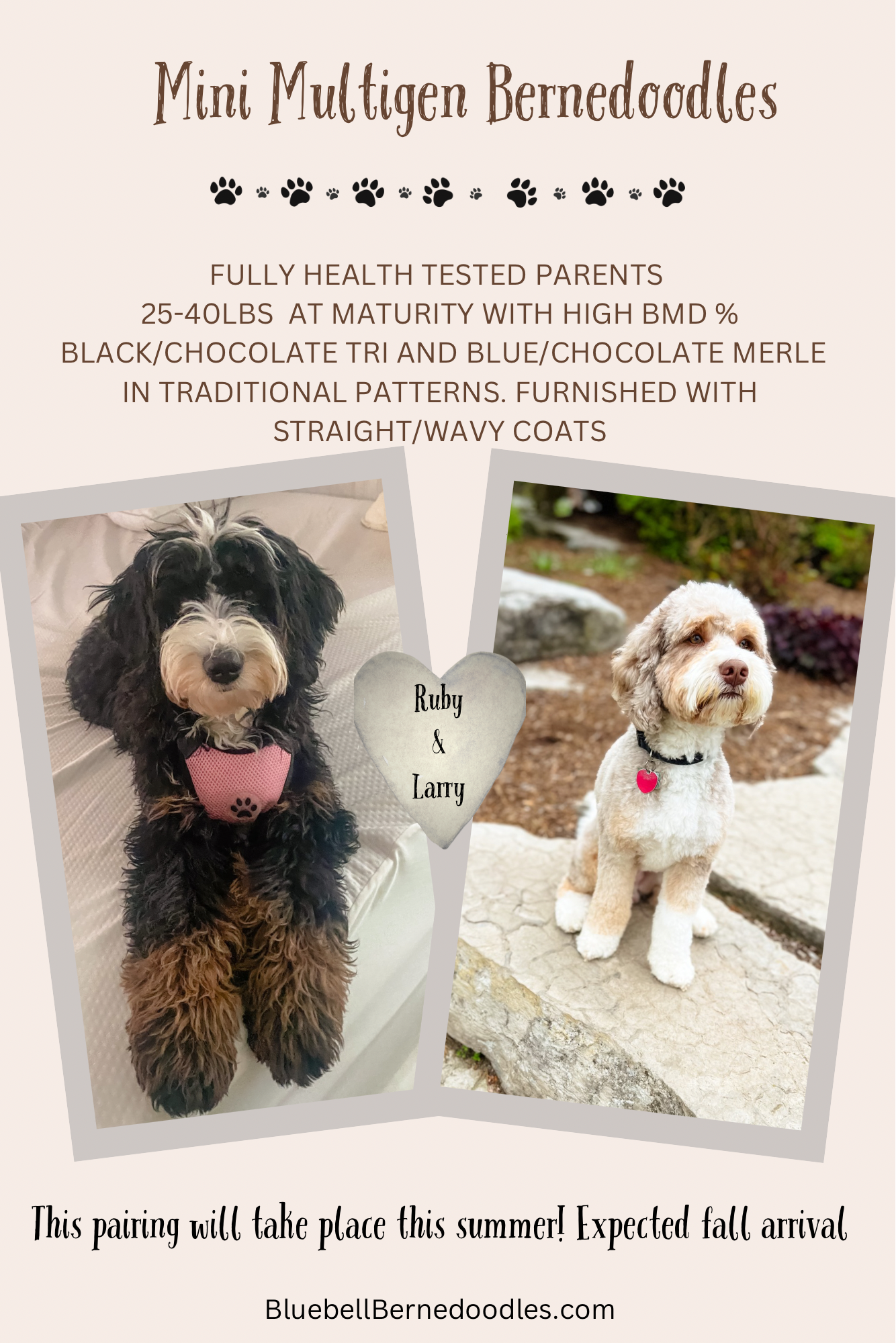 Image of tri-colored miniature Bernedoodle Ruby and sable merle miniature Bernedoodle Larry announcing breeding.