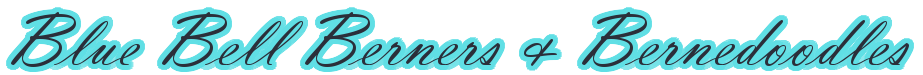 Blue Bell Berners & Doodles